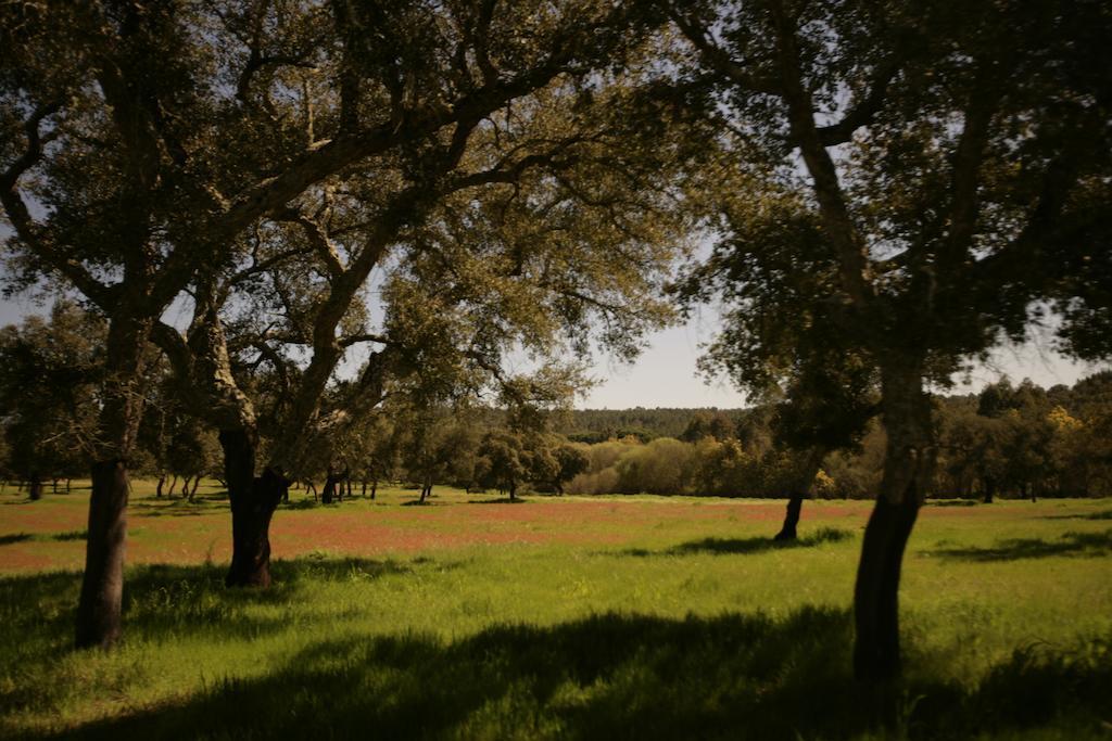 Monte Do Areeiro Βίλα Coruche Εξωτερικό φωτογραφία